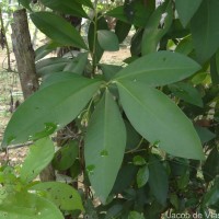 Ardisia willisii Mez